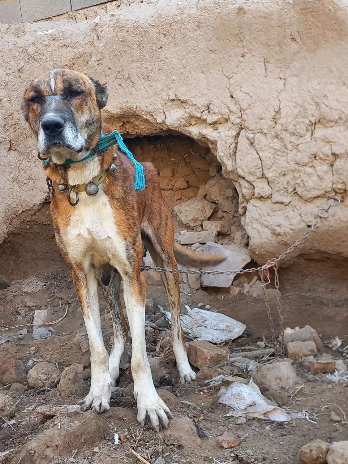 واگذاری ماده خراسانی|سگ|قوچان, |دیوار