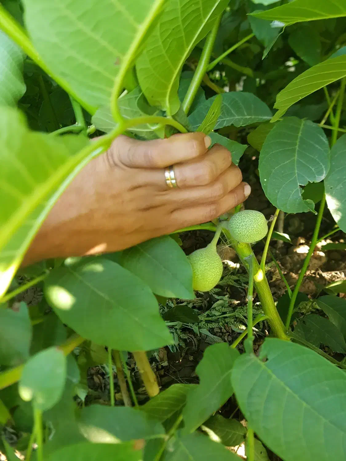 نهال|عمده‌فروشی|میاندوآب, |دیوار