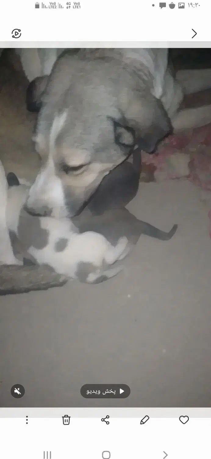 ماده عراقی|سگ|کبودرآهنگ, |دیوار