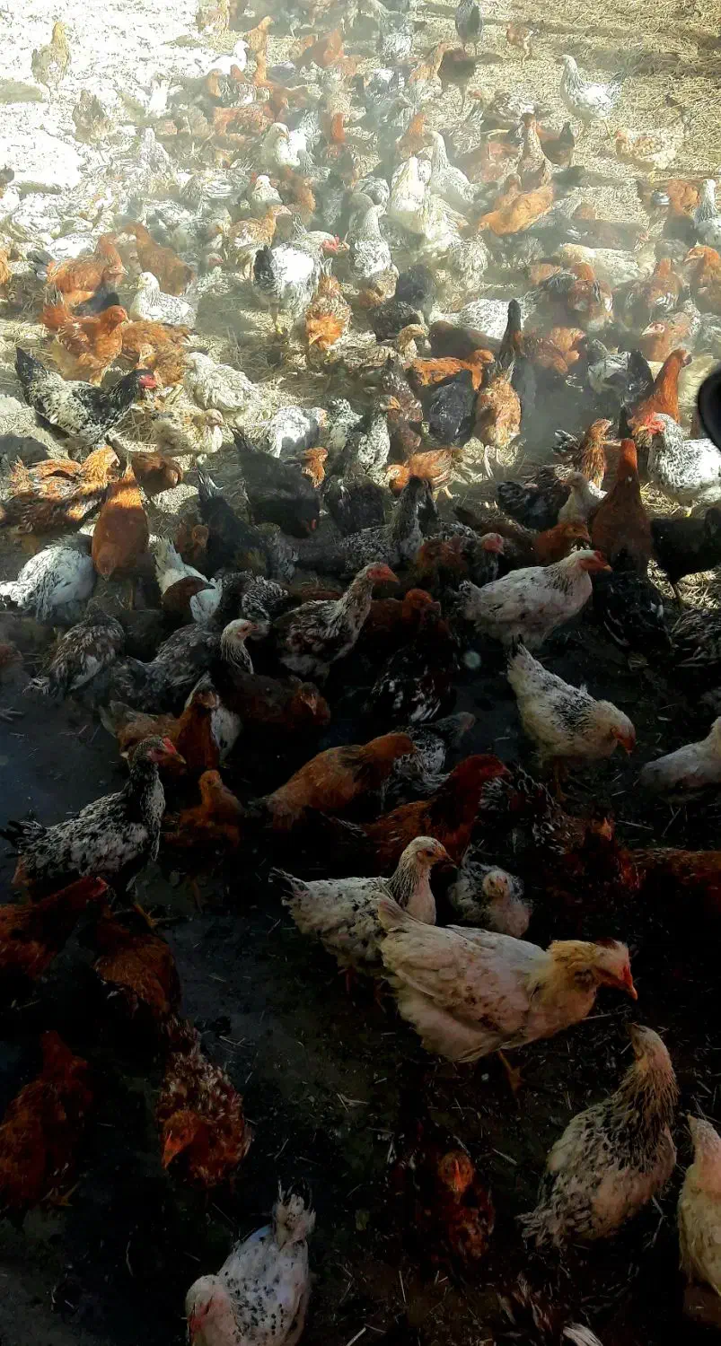 مرغ و خروس گلپایگان|حیوانات مزرعه|خرمدره, |دیوار