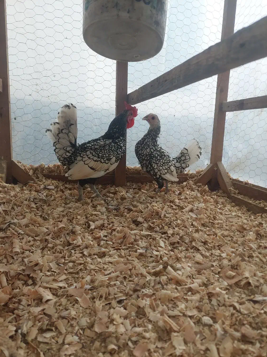 فروش|حیوانات مزرعه|نوشهر, |دیوار