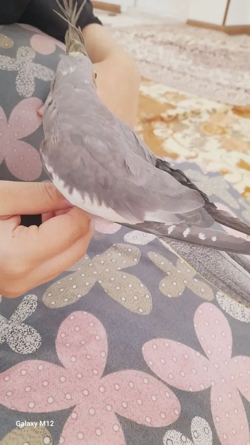 عروس هلندی ماده بالغ|پرنده|پاکدشت, حصار امیر|دیوار