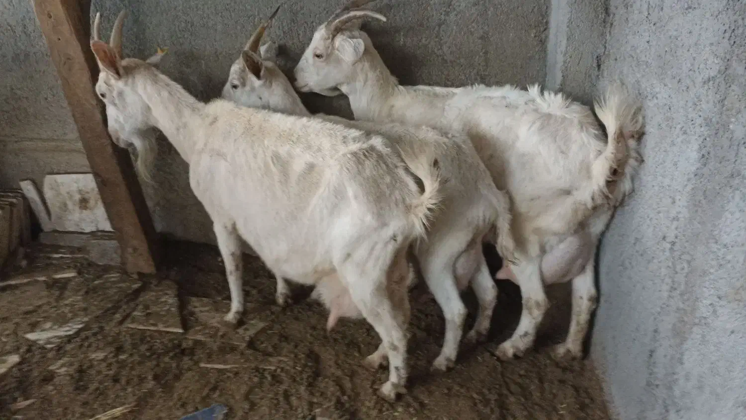 بز سانن اصیل|حیوانات مزرعه|سیمین شهر, |دیوار