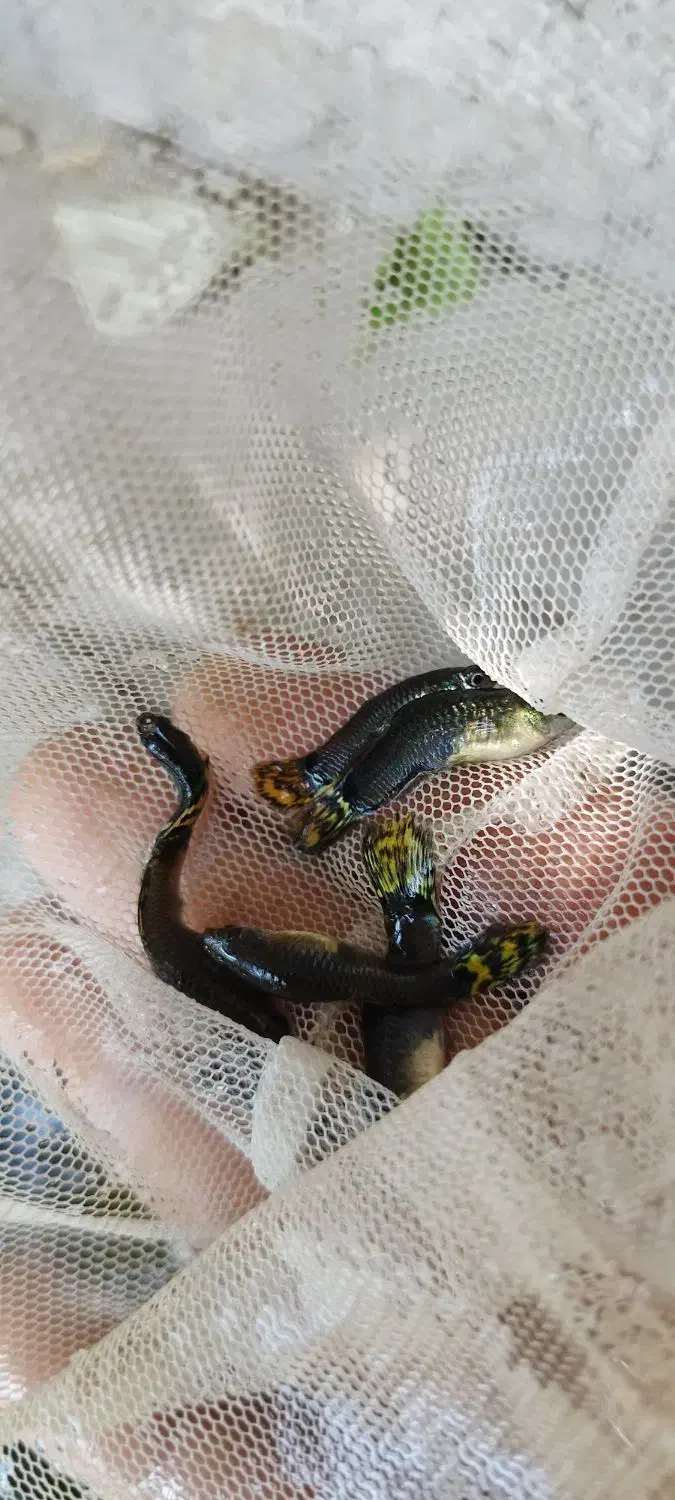 ماهی گوپی مولد|ماهی|جیرفت, |دیوار