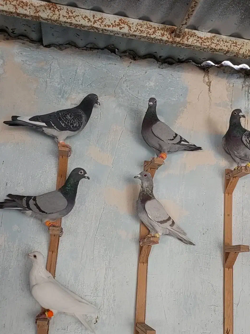 سبز آلمانی|پرنده|مشهد, امیر آباد|دیوار