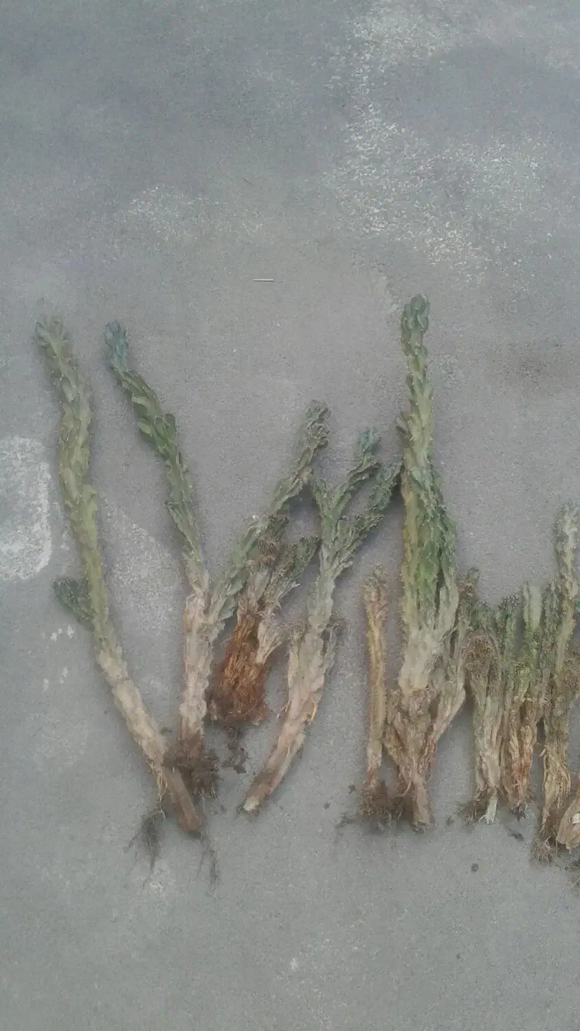 کاکتوس صخره ای|گل و گیاه طبیعی|خوی, |دیوار