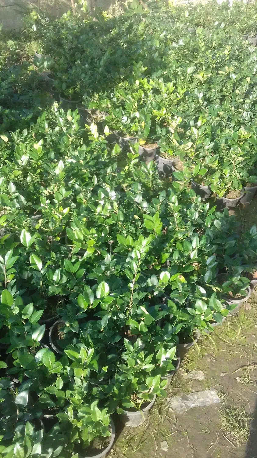 یاس هلندی و چمن|خدمات باغبانی و درختکاری|نشتارود, |دیوار