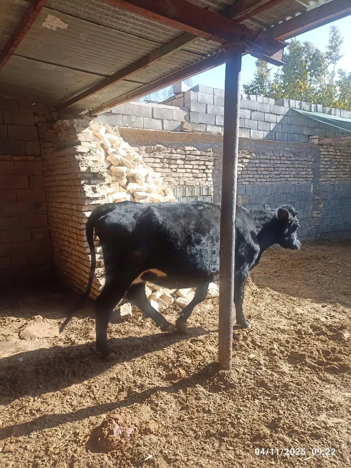 شنگل شکم اول|حیوانات مزرعه|بهمن صغاد, |دیوار