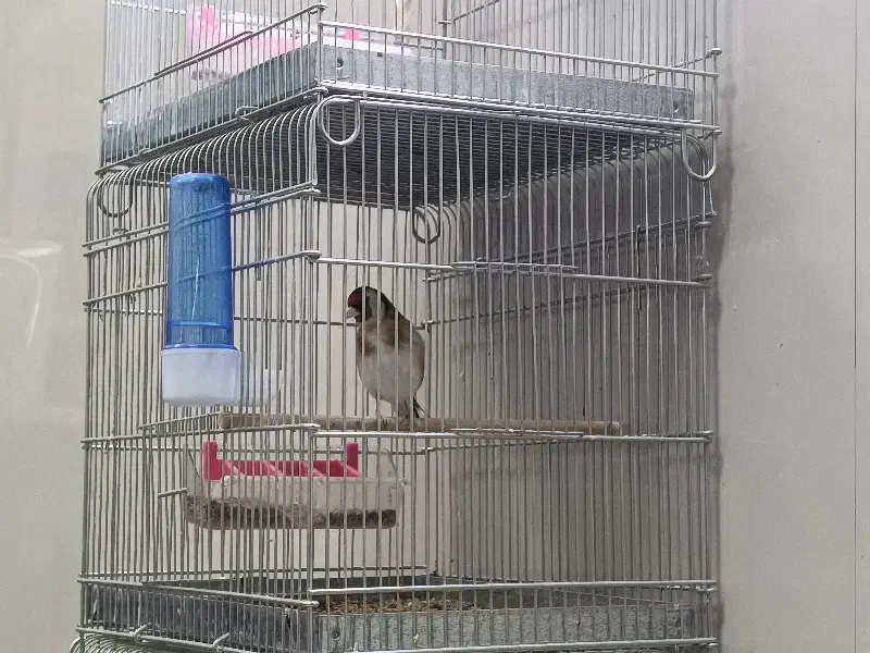 سهره|پرنده|نسیمشهر, |دیوار