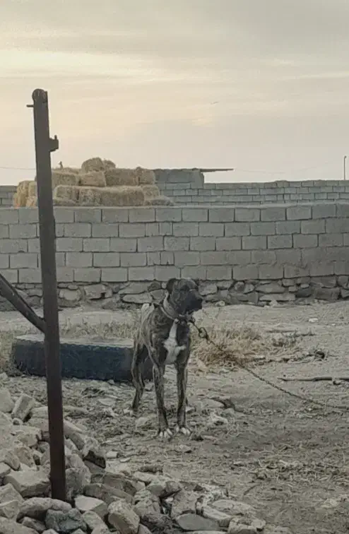 سگ نگهبان|سگ|جلگه رخ, |دیوار