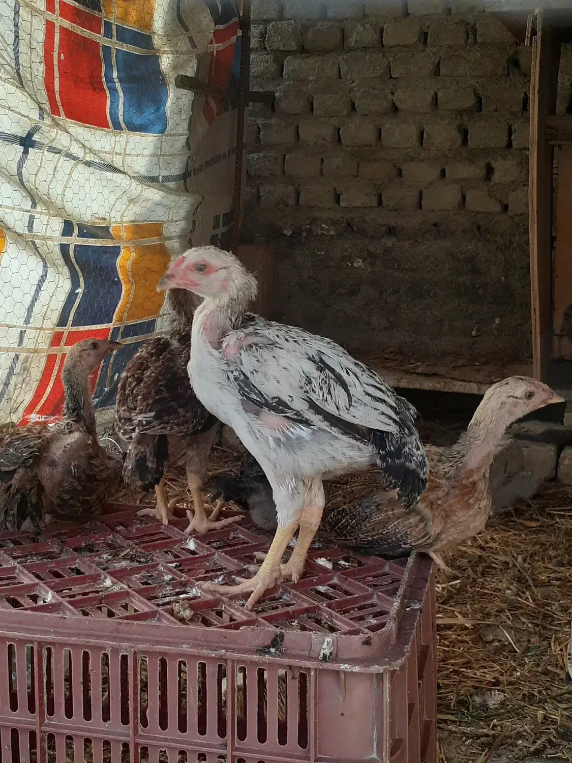 مرغ و جوجه لاری و مرغ محلی اصیل|حیوانات مزرعه|کردکوی, |دیوار