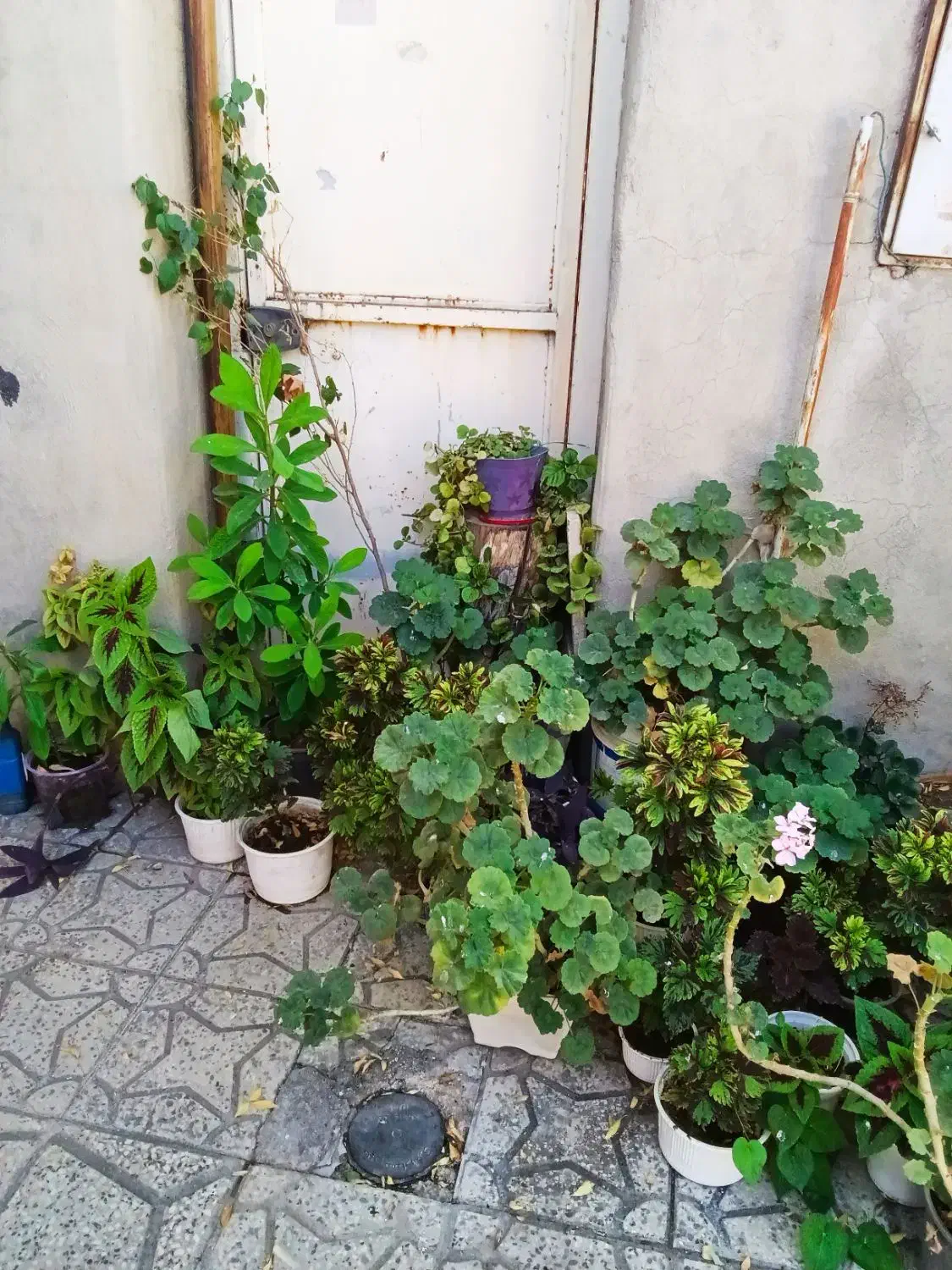 گل و گیاه طبیعی|گل و گیاه طبیعی|یاسوج, |دیوار