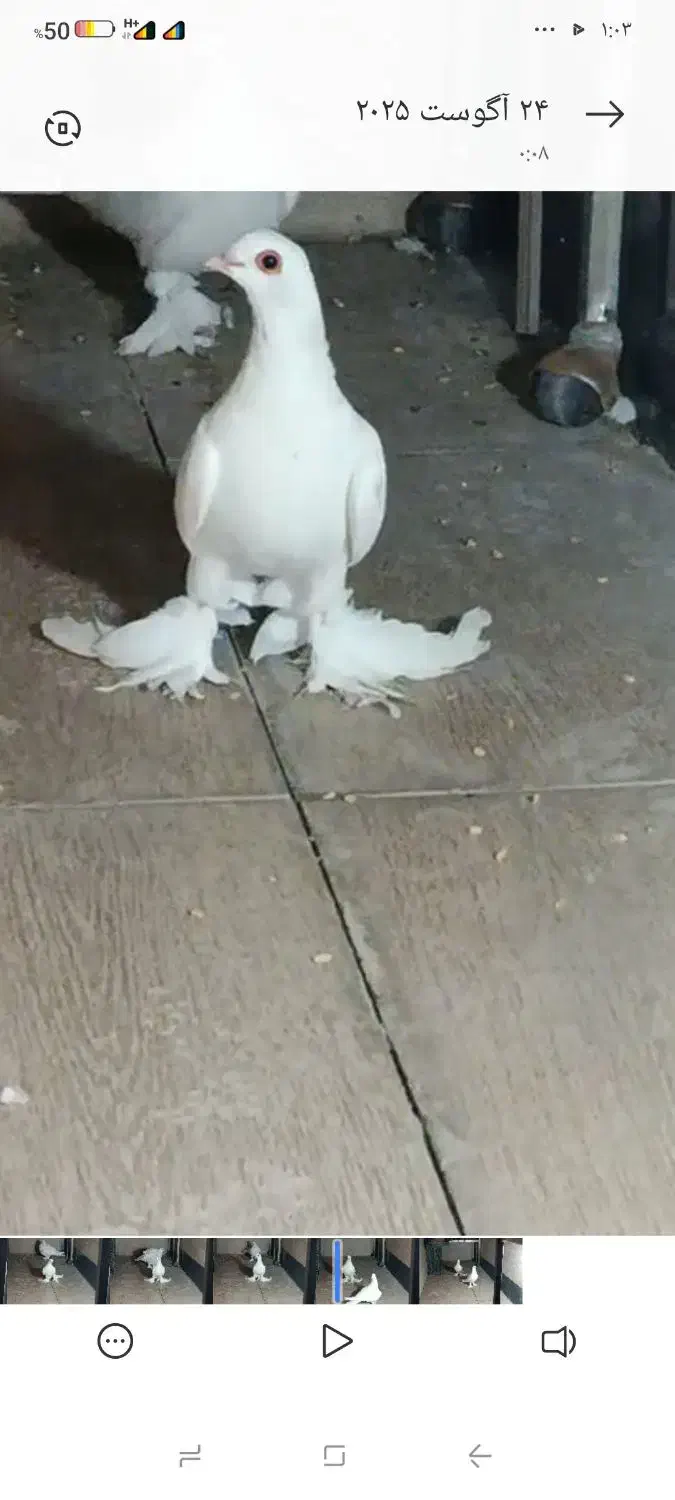 کبوتر تلف شده کفتر|پرنده|تبریز, |دیوار