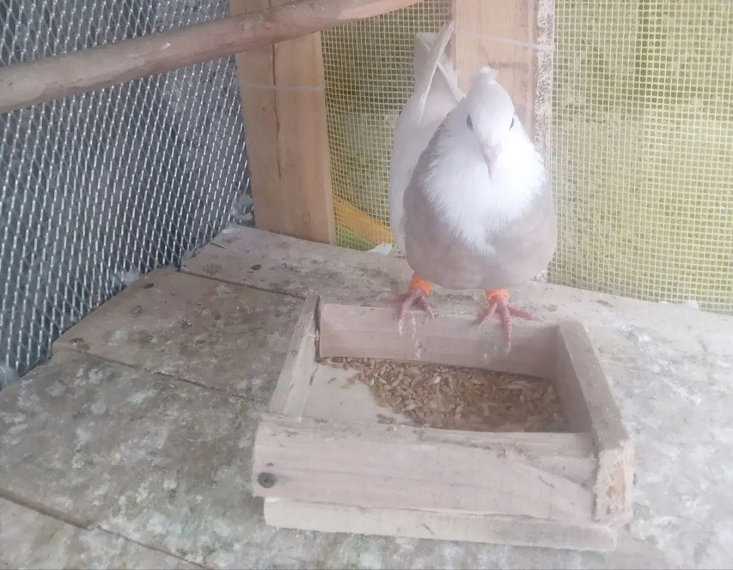 پرنده|پرنده|مسجد سلیمان, |دیوار