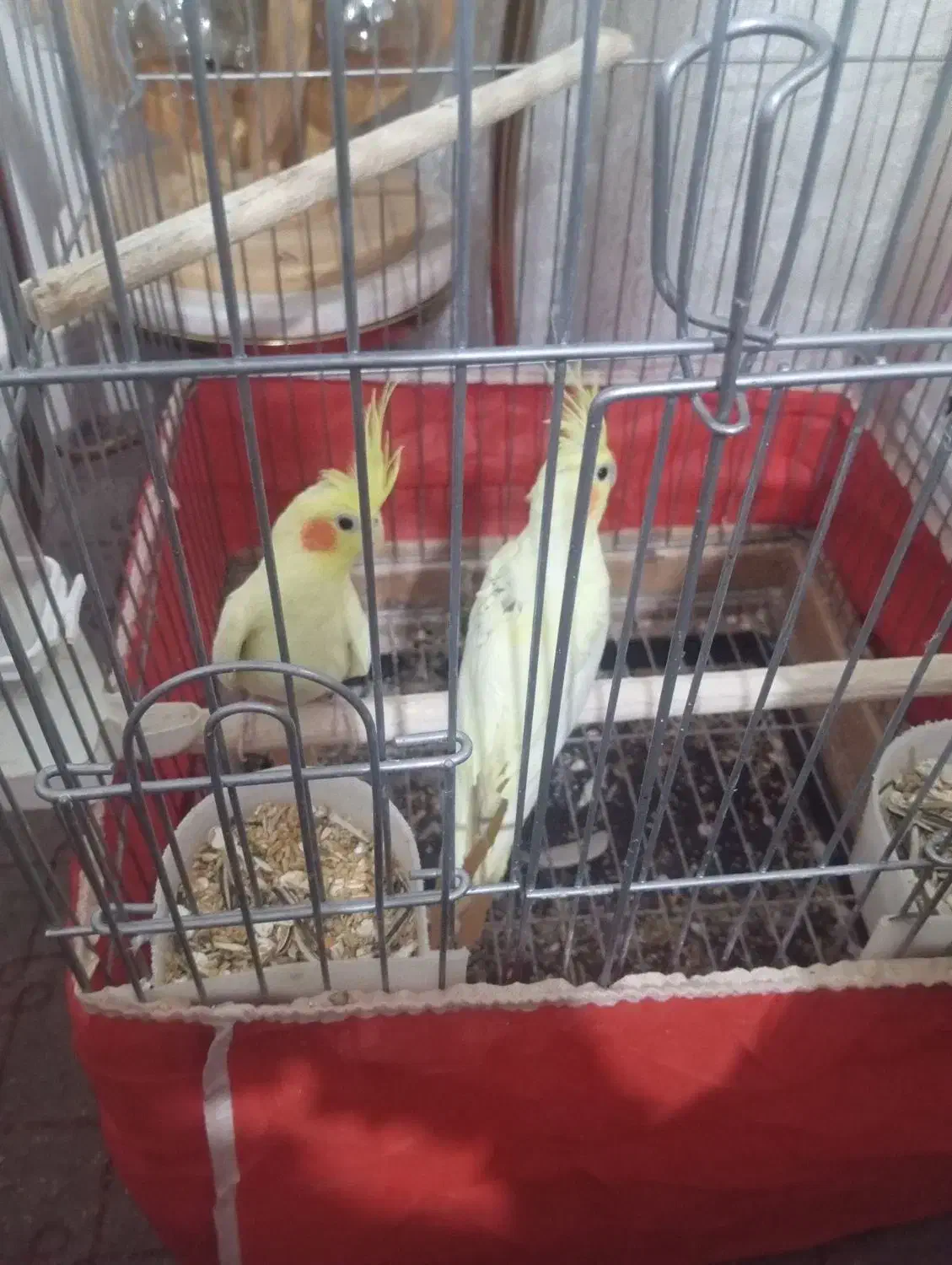 عروس هلندی سروحال پروانی|پرنده|نقده, |دیوار