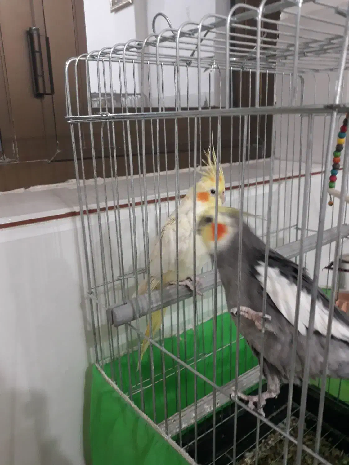 پرنده|پرنده|مبارکه, |دیوار