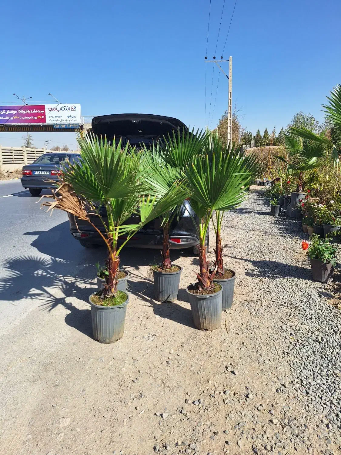 پالم تنه دار گلدان باغ باغچه|خدمات باغبانی و درختکاری|شاهینشهر, شهرک سایت|دیوار