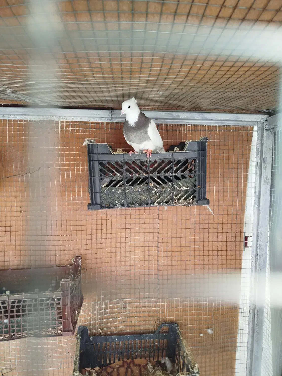 کفتر|حیوانات|ایذه, |دیوار