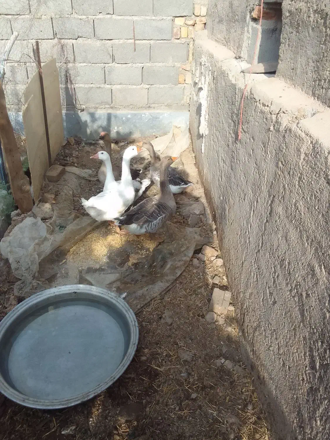 فروش خروس +غاز+بوقلمون|حیوانات مزرعه|گرمسار, |دیوار