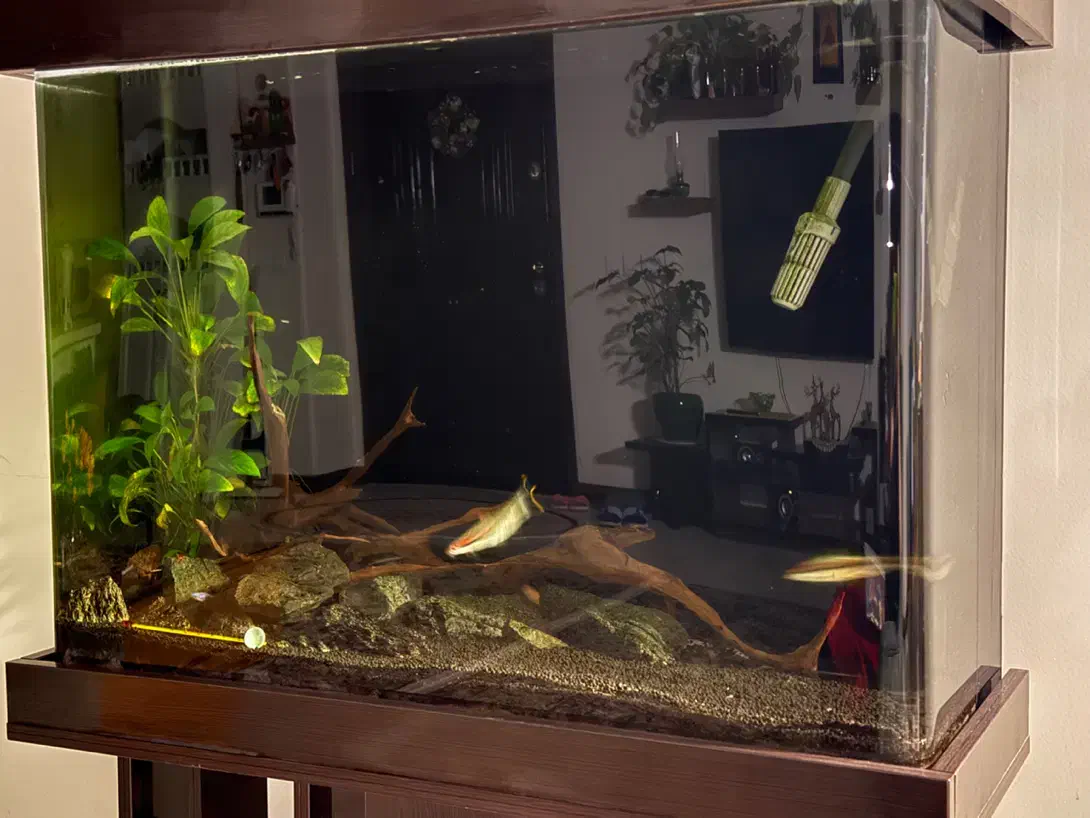 اکواریوم گیاهی|ماهی|تهران, جنت‌آباد مرکزی|دیوار