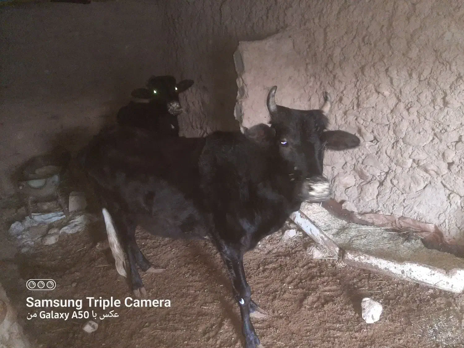 گاوه فروشی|حیوانات مزرعه|زیرکوه, |دیوار