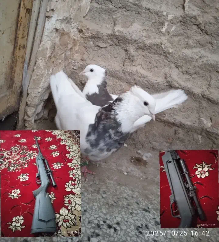 بادی گامو5/5معاوضه باکبوترطوقی وسینه ای کاکل|کیف، کفش، کمربند|زابل, |دیوار