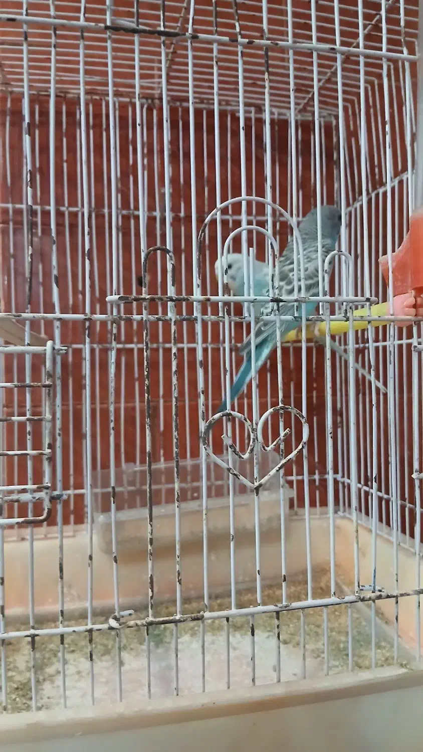 مرغ عشق|پرنده|رشت, لاکان شهر|دیوار