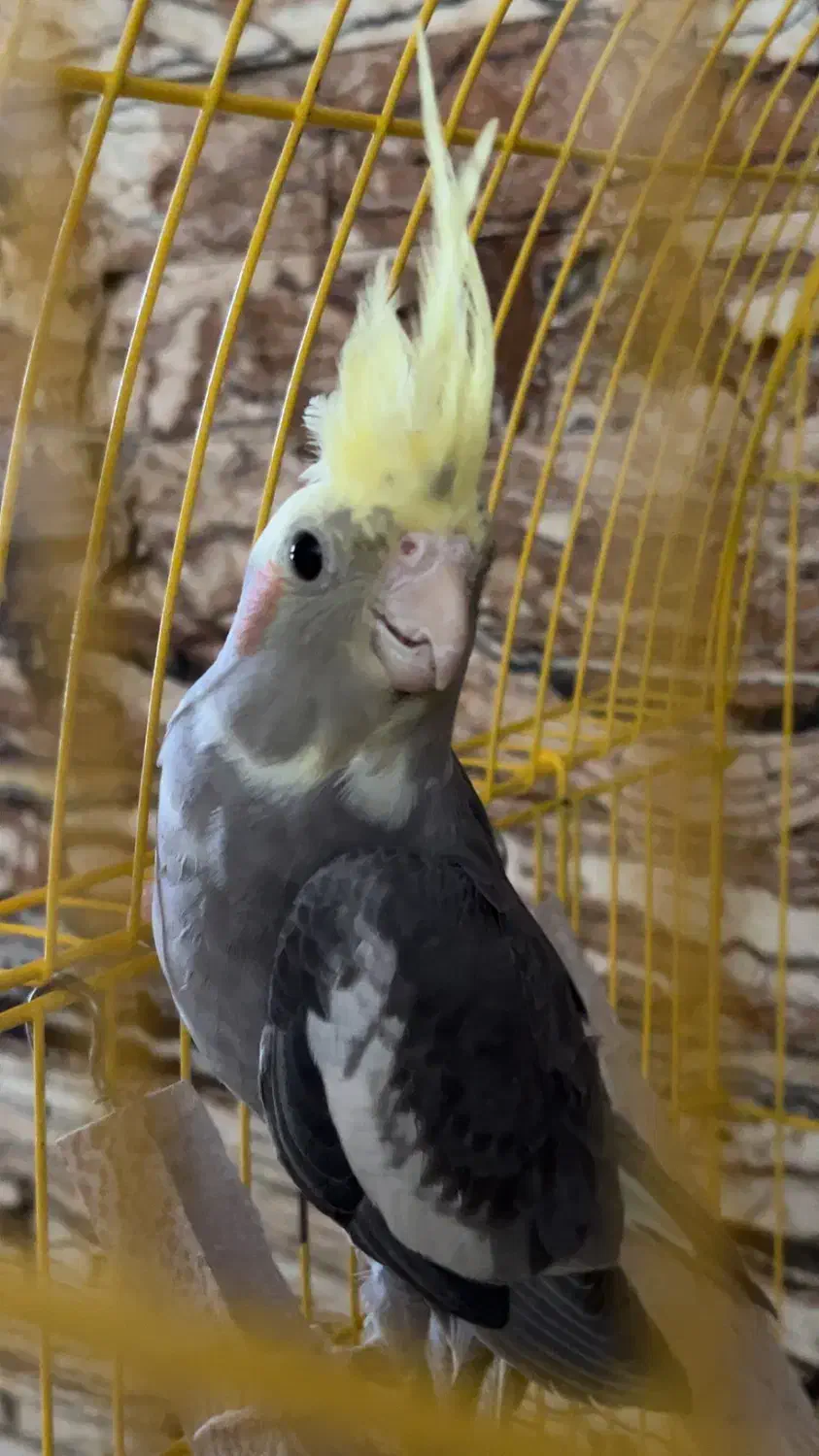 مرغ عروس|پرنده|کاشان, ترک آباد|دیوار