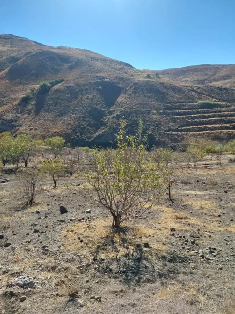 زمین کشاورزی قزوین|فروش زمین و ملک کلنگی|کوهین, |دیوار