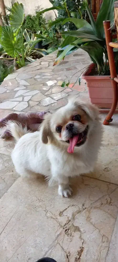 سگ نژاد تیپتان اسپانیل|سگ|تهران, زعفرانیه|دیوار