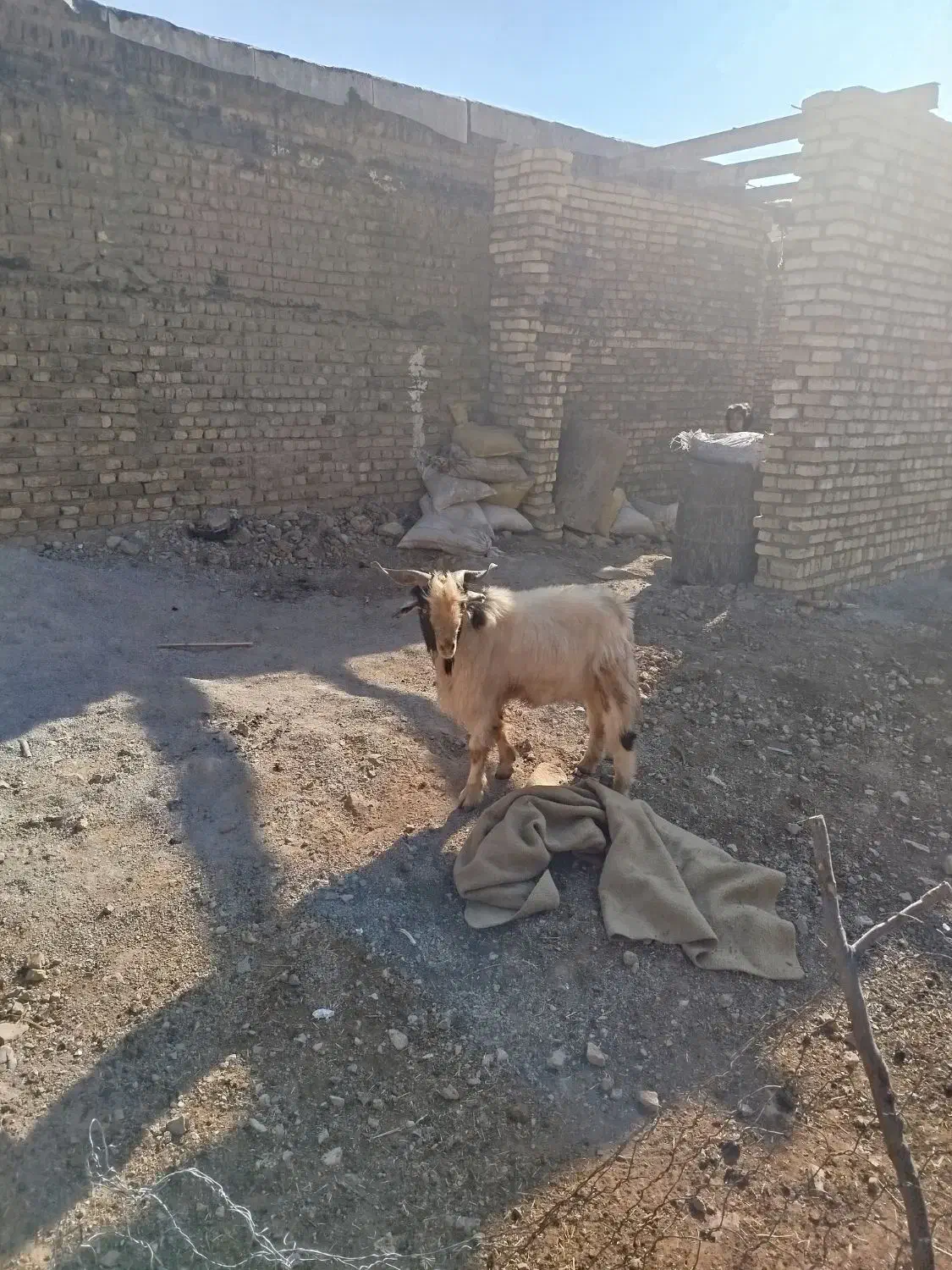 بزغاله|حیوانات مزرعه|الشتر, |دیوار