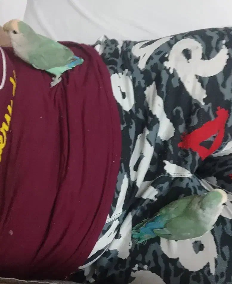 یک جفت طوطی برزیلی|پرنده|رودهن, |دیوار