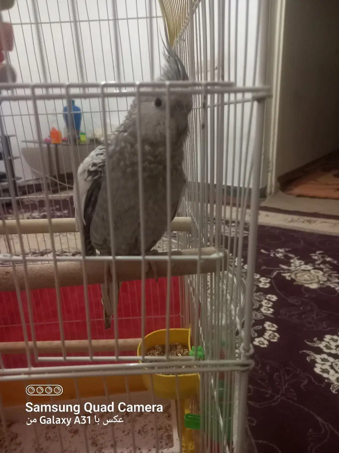 ۲ عدد عروس هلندی نر وماده|پرنده|امیدیه, |دیوار