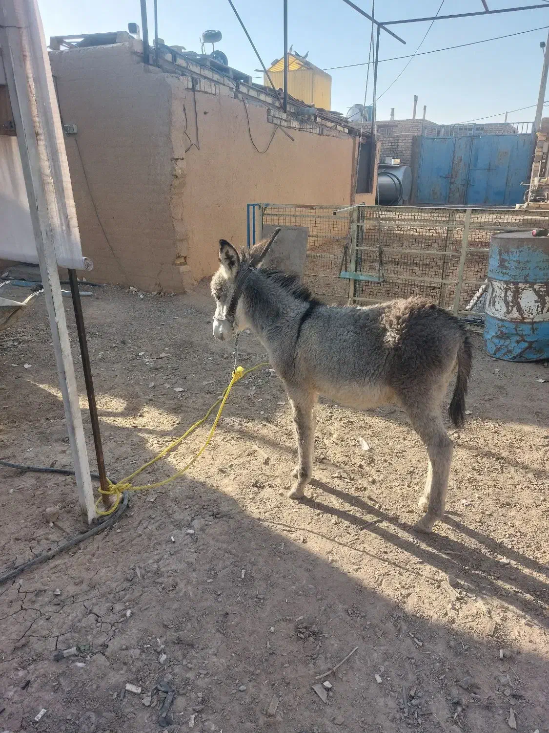 فروش ۲عدد الاغ در منطقه برخوار|حیوانات مزرعه|حبیب آباد, |دیوار