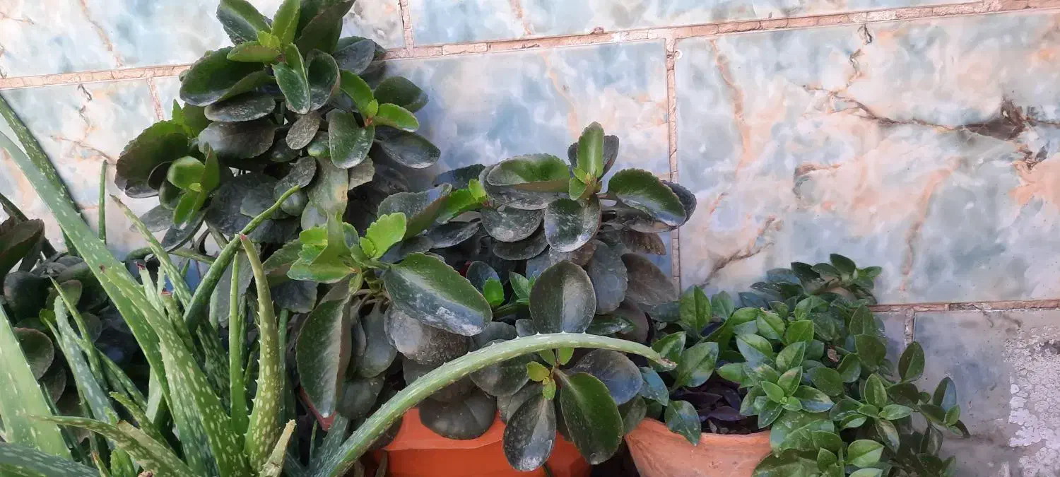 گلدان پپرومیا سالم و پرپشت/مناسب منزل و محل کار|گل و گیاه طبیعی|مشهد, شهرک مهر آباد|دیوار