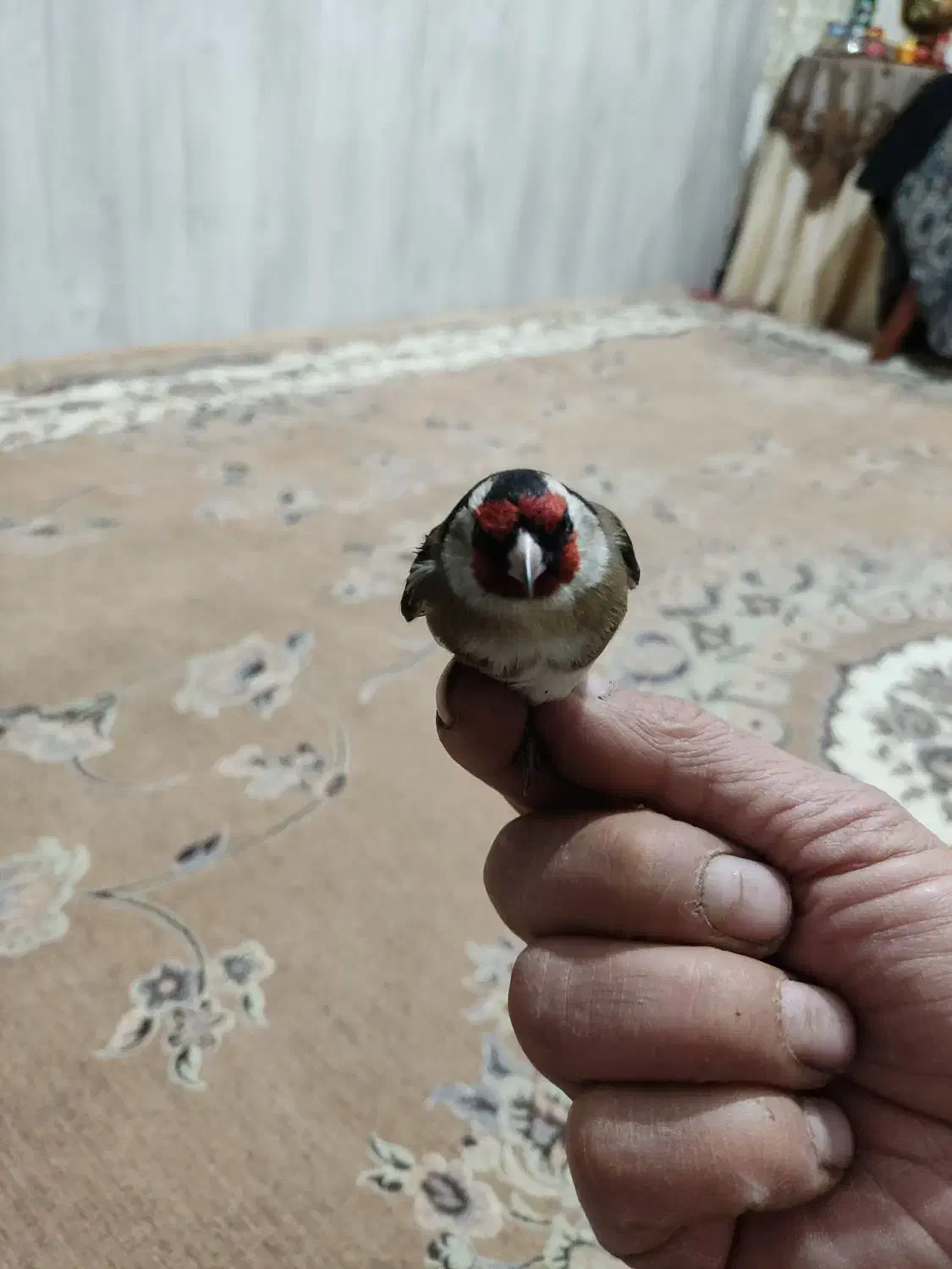 سهره|پرنده|کرج, برغان|دیوار