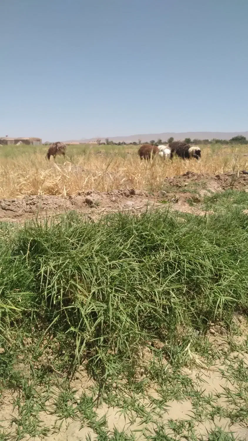 انار دانه زرد و بی خاصیت|حراج|فردوس (خراسان), |دیوار