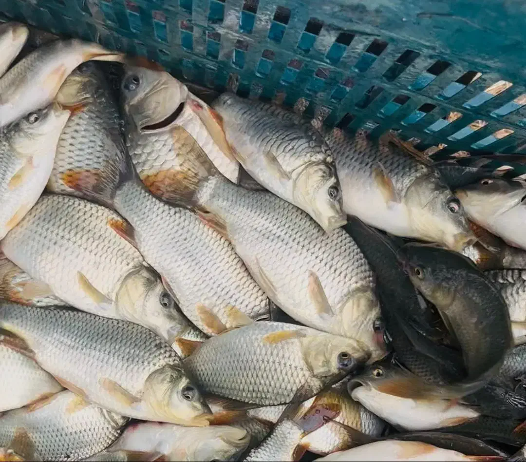 بچه ماهی کپور بشقابی طلایی|ماهی|بابل, |دیوار