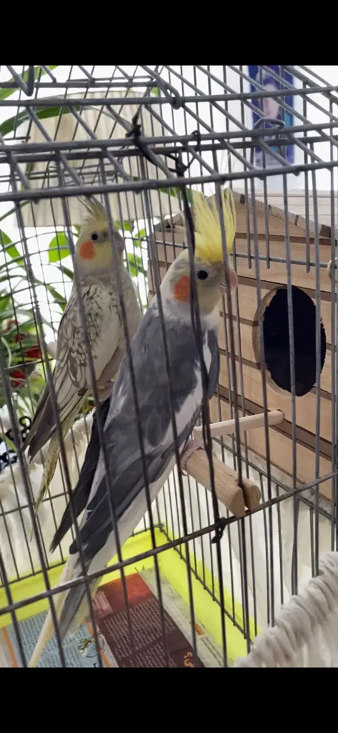 یک جفت عروس هلندی|پرنده|فردیس, فردیس|دیوار