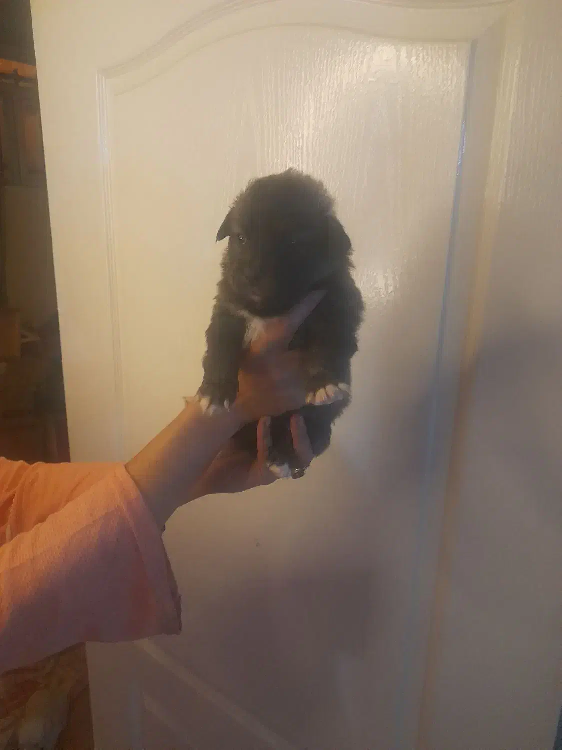 شیتزو تریر|سگ|کرج, کوی زنبق|دیوار