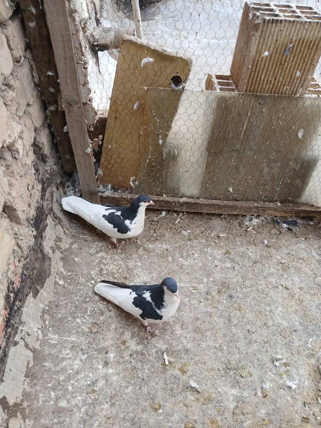 چپ نرماده|پرنده|لنجان, |دیوار