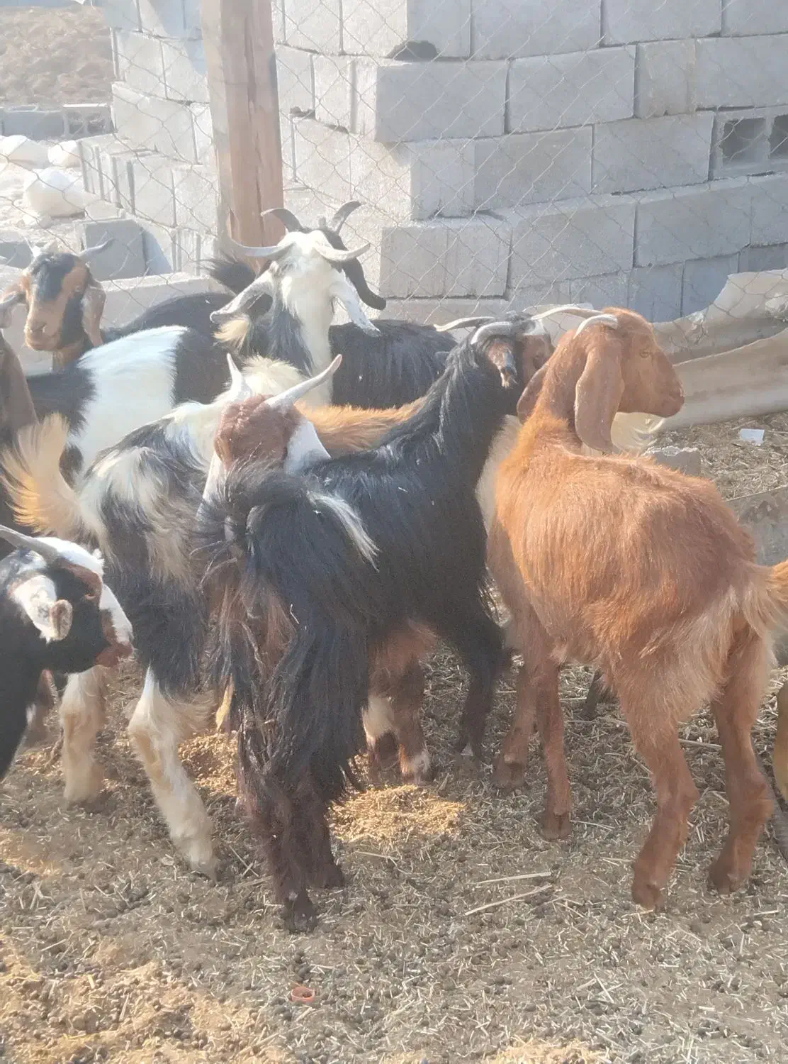 تعدادی بز داشتی|حیوانات مزرعه|آبدان, |دیوار