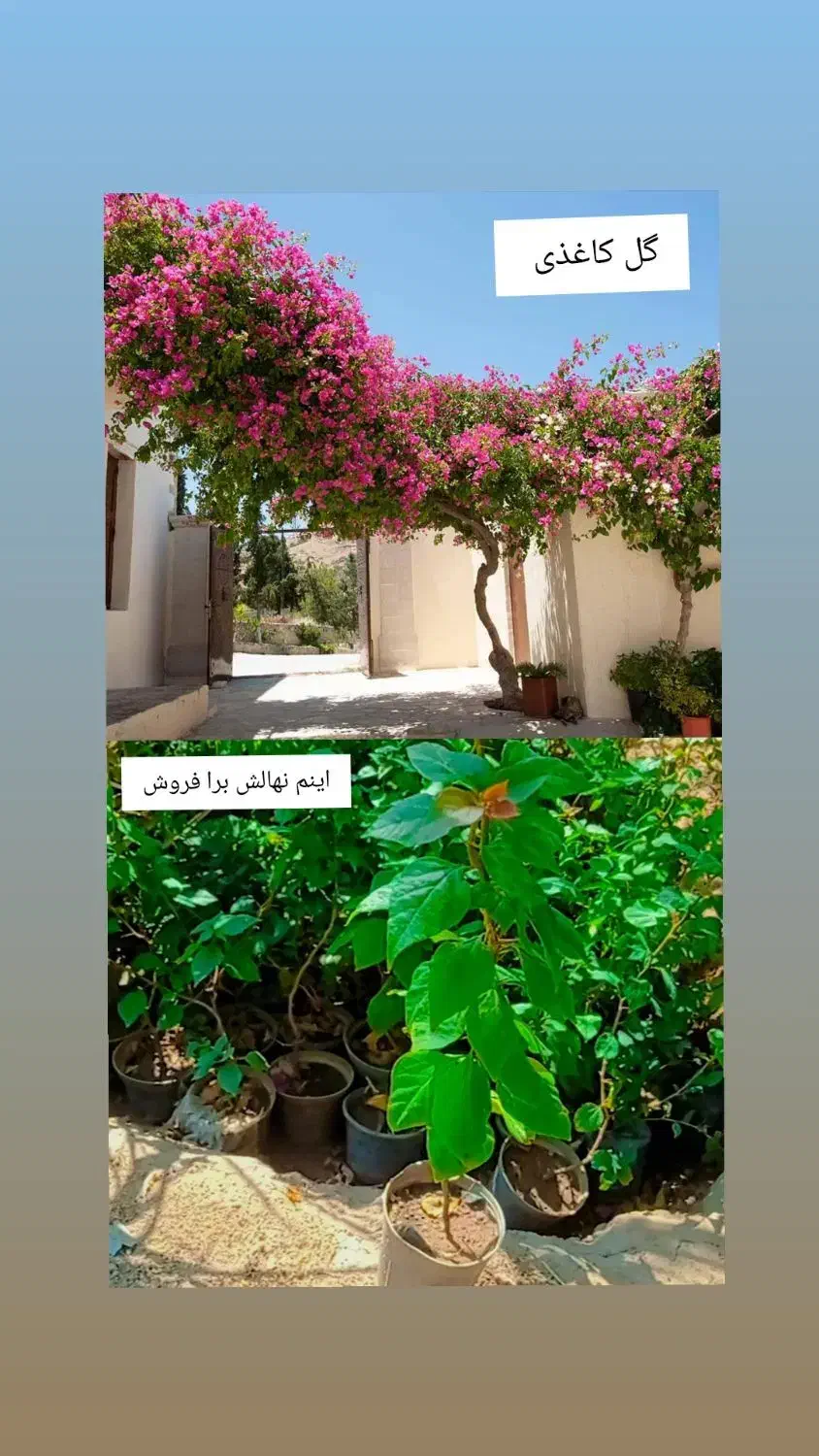 گل گیاه و نهال|گل و گیاه طبیعی|بم, |دیوار
