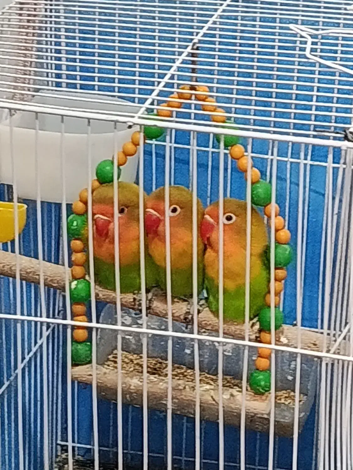 کوتوله برزیلی فیشر|پرنده|فولادشهر, مسکن مهر فولادشهر|دیوار