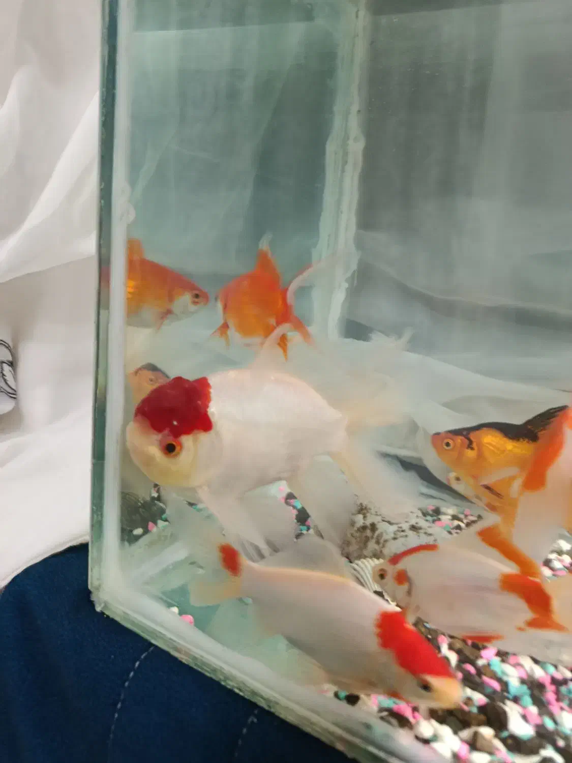 ماهی گلد فیش فروشی|ماهی|طرقبه, |دیوار