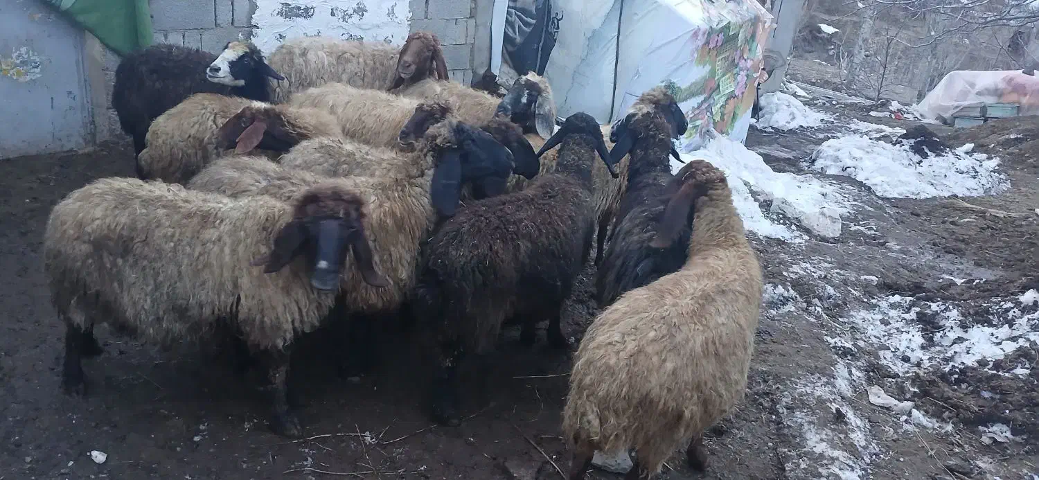 گوسفند اصل کوردی|حیوانات مزرعه|سیلوانه, |دیوار