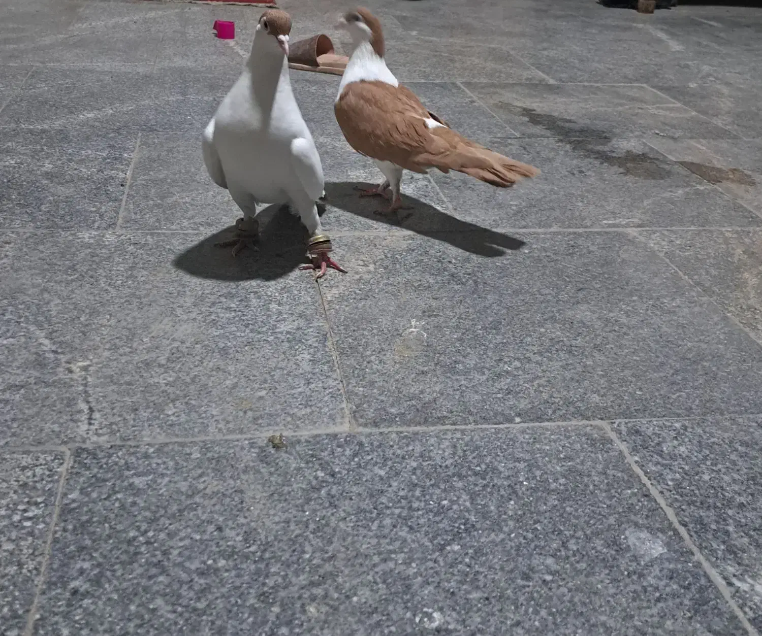 کبوتر پلاس|پرنده|قم, حنیف نژاد|دیوار