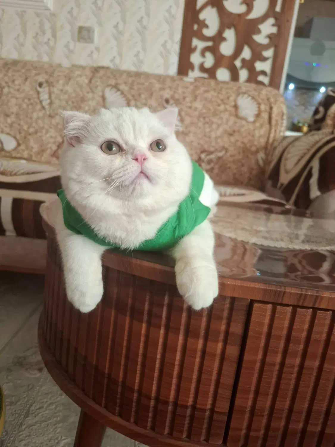 گربه اسکارتیج|گربه|مراغه, |دیوار