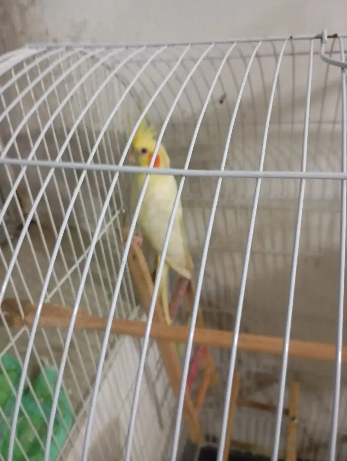 عروس ماده لوتیو|پرنده|رشت, رودباری|دیوار