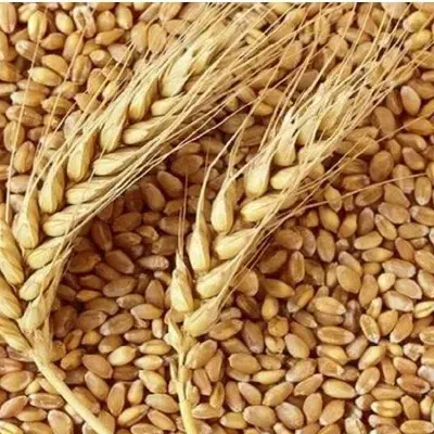 گندم آبی|خوردنی و آشامیدنی|اردل, |دیوار